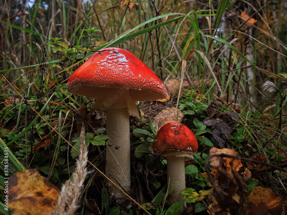mushroom fly agaric beautiful grows in the forest mushroom fly agaric beautiful grows in the forest