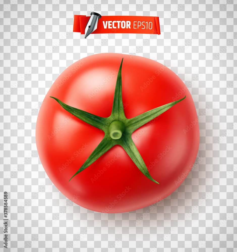 Tomate vectorielle sur fond transparent