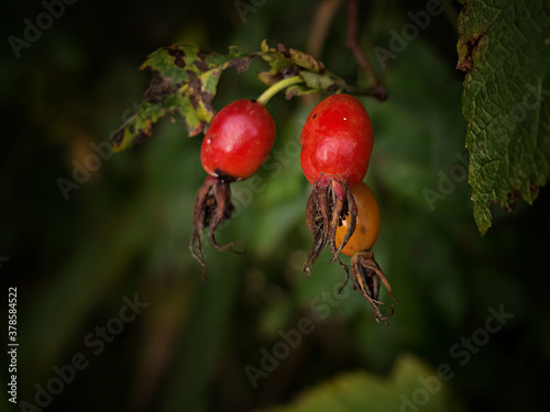 red rose hips