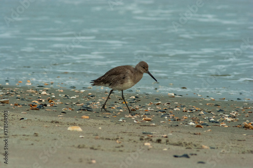 Willet