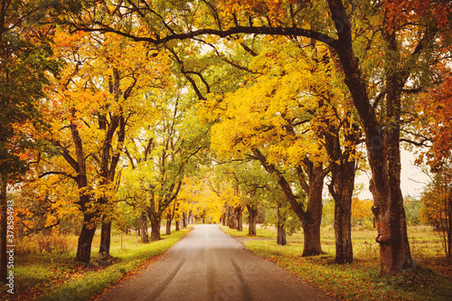 old asphalt road with beautiful trees in autumn