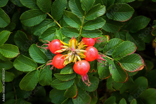 Orange-red rose hips and purple flowers of the dog rose (Rosa canina) in the wild photo