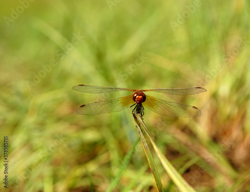 red dragonfly sitting on a blade of grass © valeriysemen0415