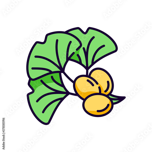 Ginkgo biloba RGB color icon. Natural herbal ingredient. Japanese plant leaf and bean. Alternative medicinal additive for energy drink. Homeopathy product for health care. Isolated vector illustration