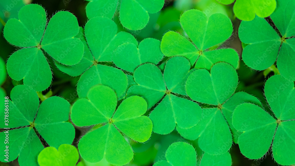 Green clover leaf isolated on white background. with three-leaved shamrocks. St. Patrick's day holiday symbol.. Green clover leaf isolated on white background. with three-leaved shamrocks. St. Patrick's day holiday symbol..