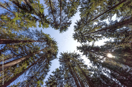 Trees against the blue sky. Looking up. Background texture, tops of coniferous trees. High pine forest