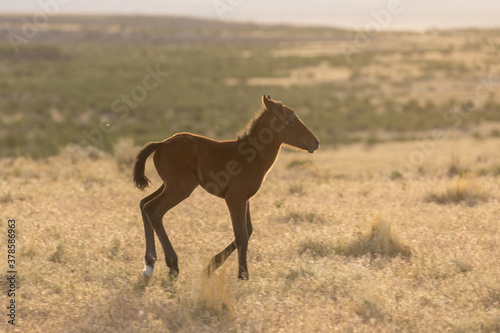 Cute Wild Horse Foal in Spring in the Utah Desert