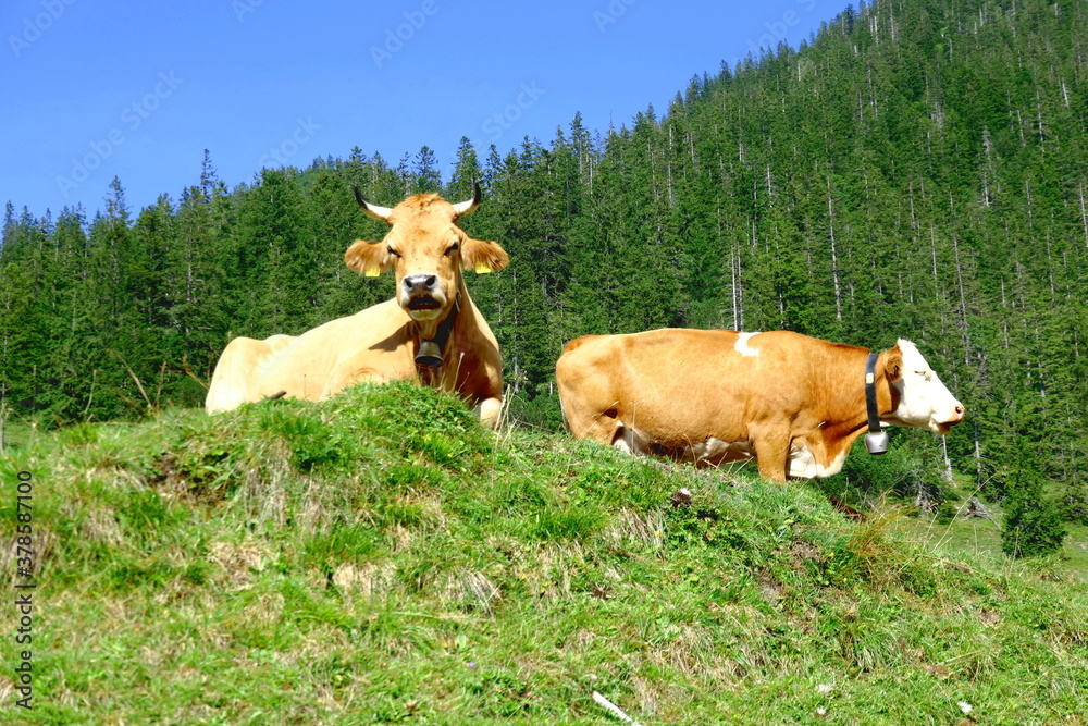 Fototapeta premium Resting cows on an alpine meadow