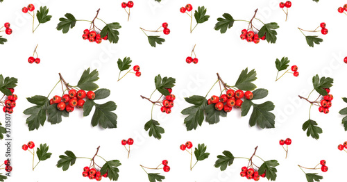 Berry red whitethorn on a branch with green leaves