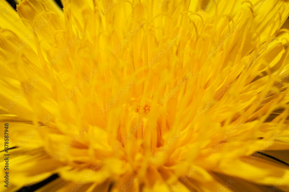 Close-Up Of Fresh Yellow Dandelion Blooming Close-Up Of Fresh Yellow Dandelion Blooming