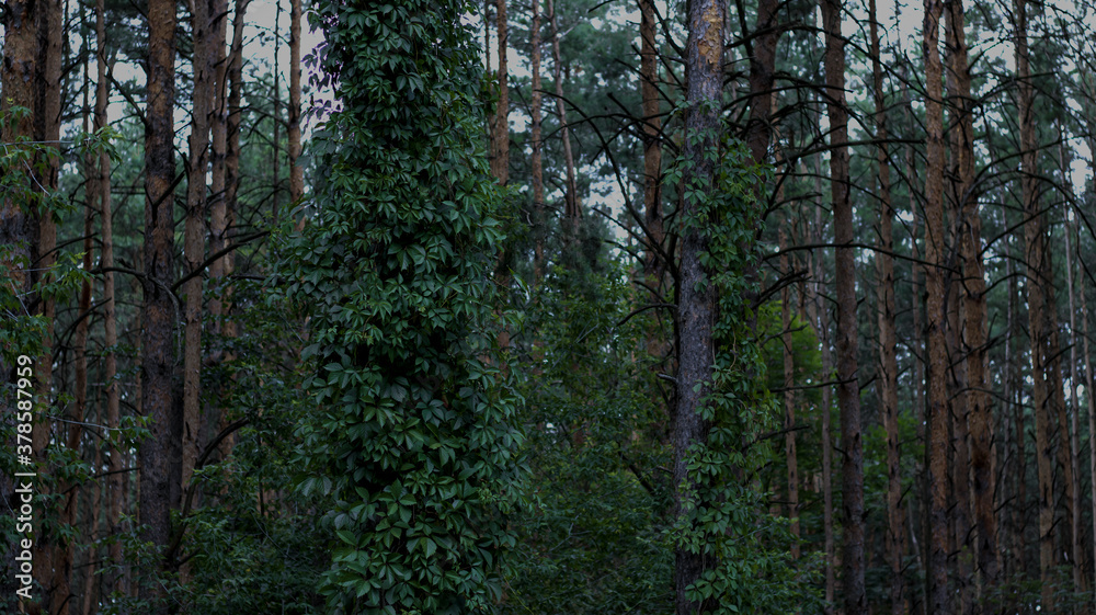 Dark forest, tall pine trees entwined with ivy. Dark green color of leaves, natural background, woodland. Dark forest, tall pine trees entwined with ivy. Dark green color of leaves, natural background, woodland.