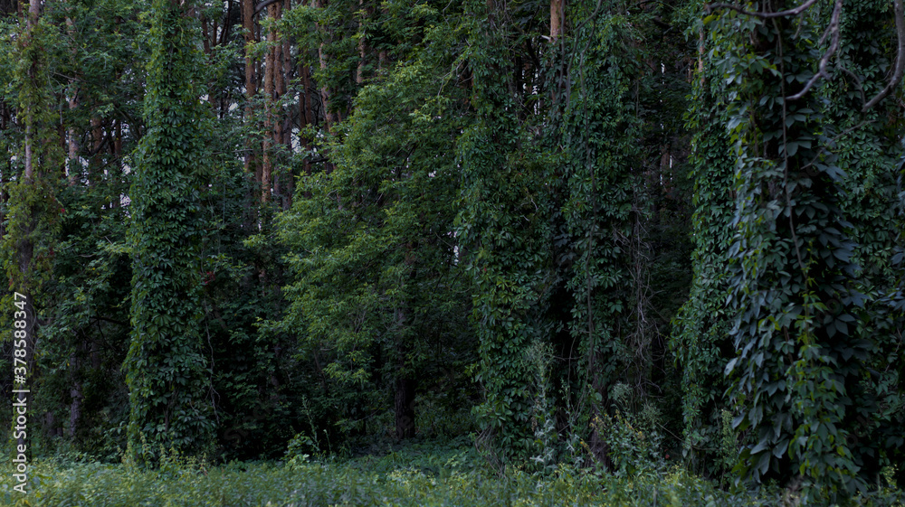 Fototapeta premium Dark forest, tall pine trees entwined with ivy. Dark green color of leaves, natural background, woodland.