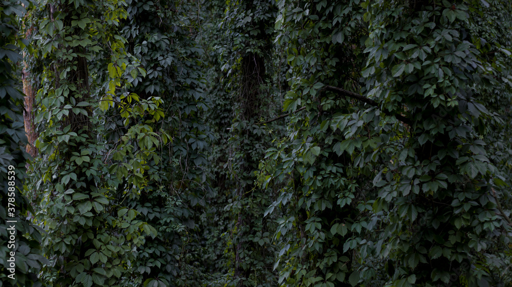 Obraz premium Dark forest, tall pine trees entwined with ivy. Dark green color of leaves, natural background, woodland.