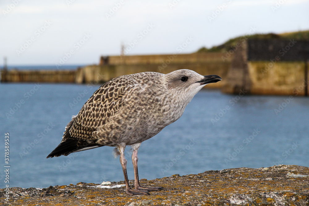 Obraz premium seagull on the pier