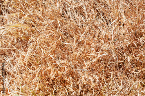 Texture of dry grass from top view