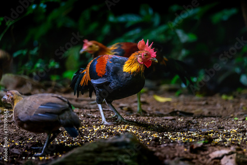 Red Junglefowl or Gallus gallus spadiceus, beautiful chicken was scratching for food on the ground in forest photo