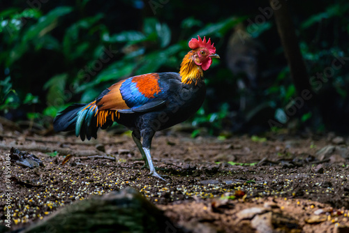 Red Junglefowl or Gallus gallus spadiceus, beautiful chicken was scratching for food on the ground in forest photo