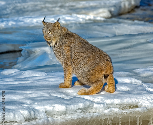 Sticker Canadian Lynx