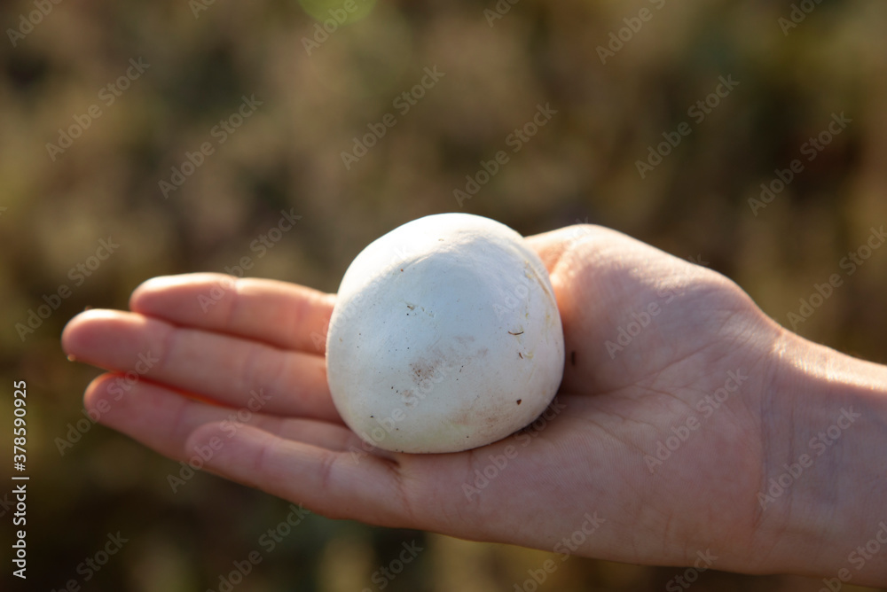 White mushroom raincoat plucked in the field on the girl's hand. White mushroom raincoat plucked in the field on the girl's hand.
