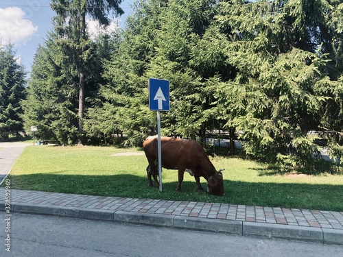 the cow on the road