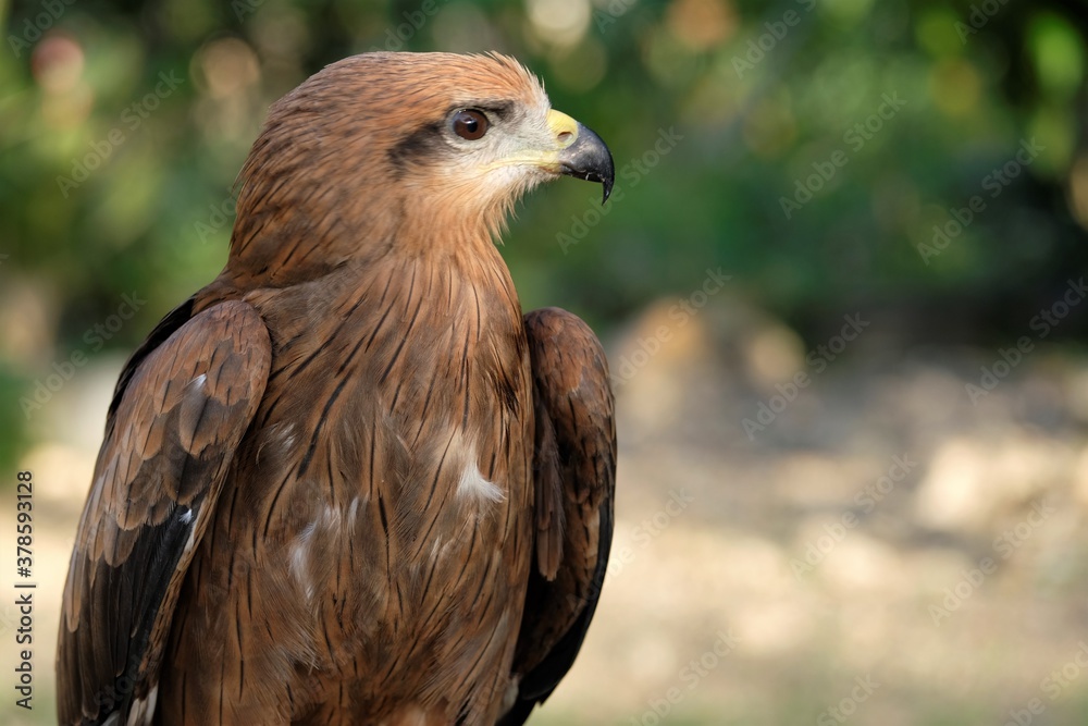 The brown goshawk (Accipiter fasciatus) is a medium-sized bird of prey in the family Accipitridae The brown goshawk (Accipiter fasciatus) is a medium-sized bird of prey in the family Accipitridae