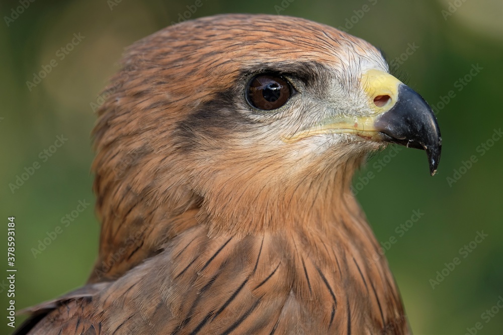 The brown goshawk (Accipiter fasciatus) is a medium-sized bird of prey in the family Accipitridae The brown goshawk (Accipiter fasciatus) is a medium-sized bird of prey in the family Accipitridae
