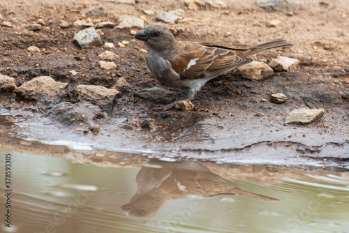 Moineau sud africain,.Passer diffusus, Southern Grey headed Sparrow photo