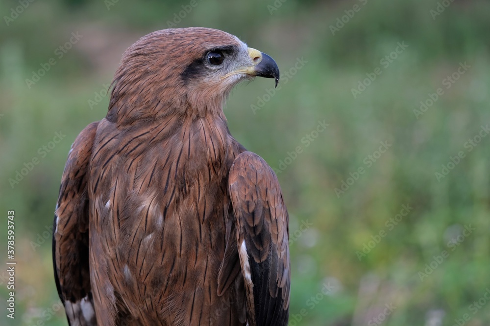 The brown goshawk (Accipiter fasciatus) is a medium-sized bird of prey in the family Accipitridae The brown goshawk (Accipiter fasciatus) is a medium-sized bird of prey in the family Accipitridae