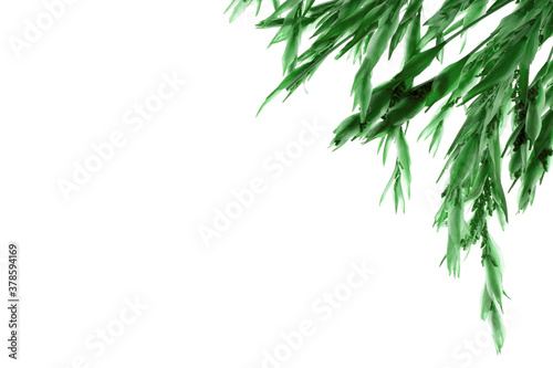  leaves isolated on white background