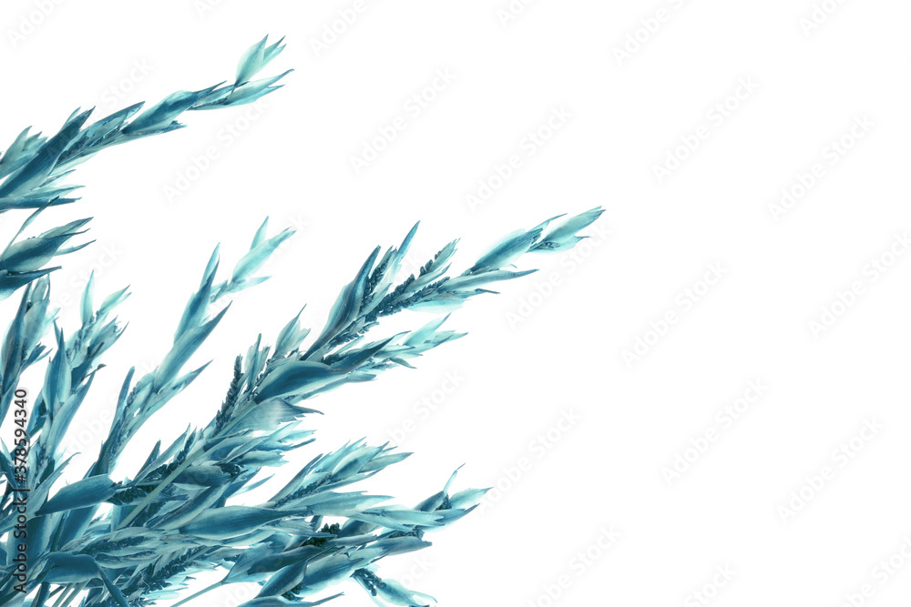 feathers on a white background feathers on a white background