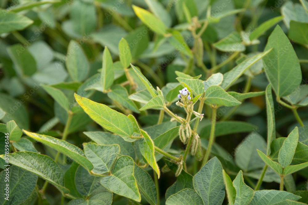 Agricultural soy plant flowering on plantation background.