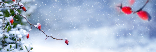 Snowfall in the forest. Panorama of winter forest with rose hip branches with red berries during snowfall. Copy space