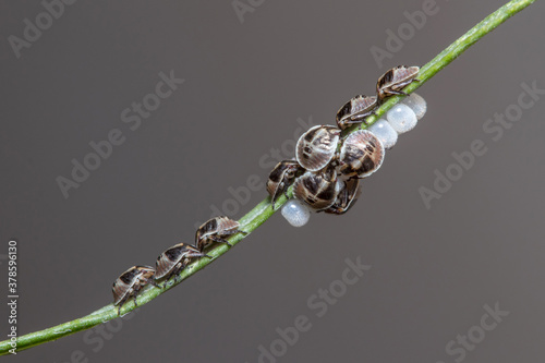 Colony of recently born pentatomidae shield bugs resting on a twig © Jorge