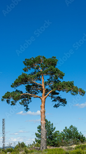 pine tree with blue sky background