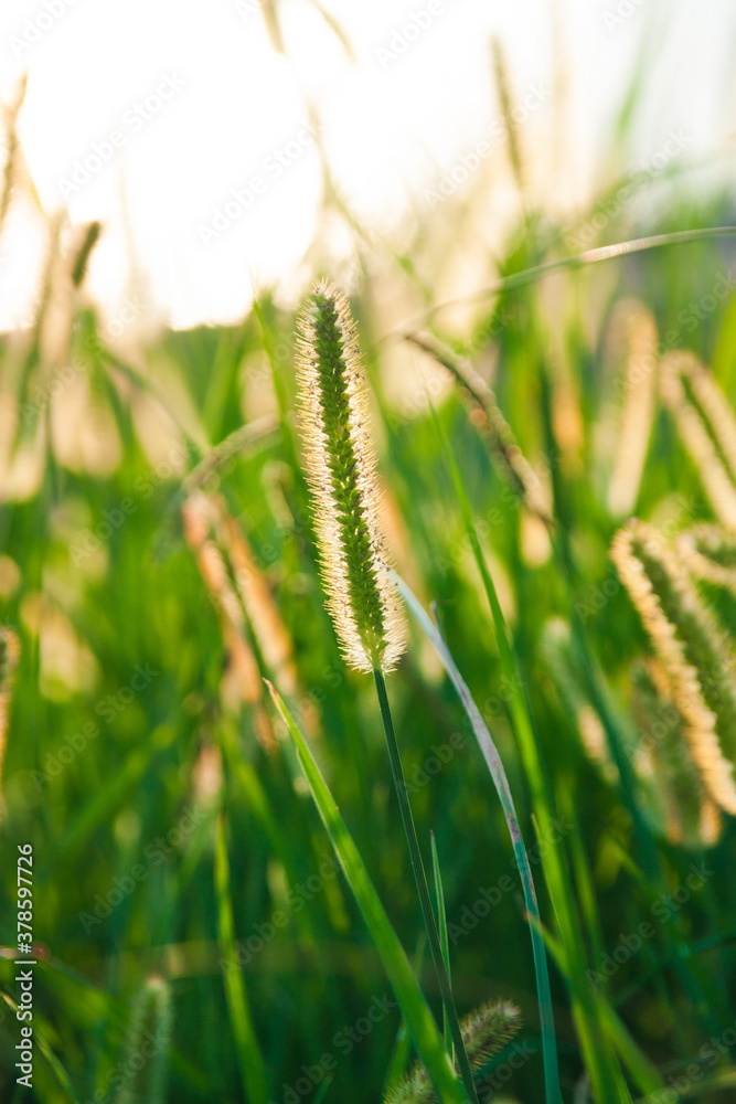 Beautiful grass details in summer in sunset