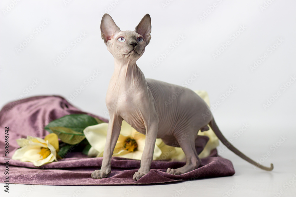 Sphynx cat is in interesting position in his house,