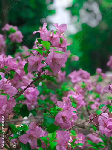 pink and white flowers