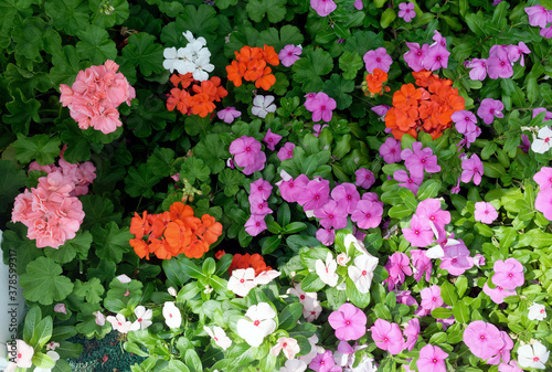Colorful background of pink, orange, white and purple summer impatiens. © Noel
