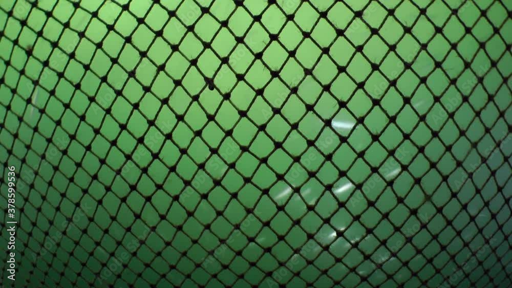 Fish in the fishing net: through the fishing net is visible the movement of fish inside.