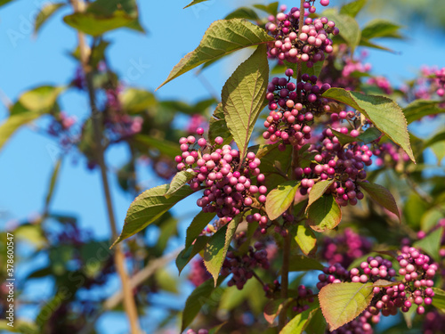 Callicarpa bodinieri | Beautyberry or Bodinier's beautyberry with abundant clusters of purple berries and dark green leaves turning red in fall photo