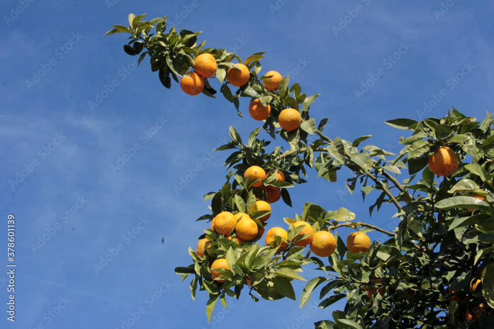 fresh and organic delicious, vitamin orange