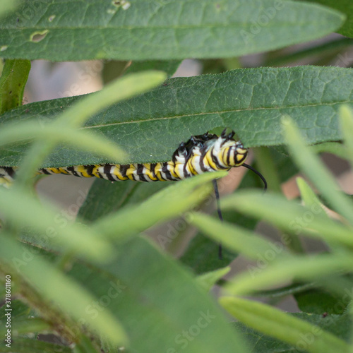 Spicebush Swallowtail Caterpillar © Annora