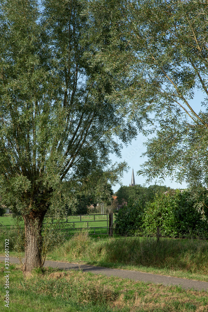 Dutch country cycling road with willow trees. Steenwijk West. Zuidveen. Netherlands Overijssel. And churchtower.