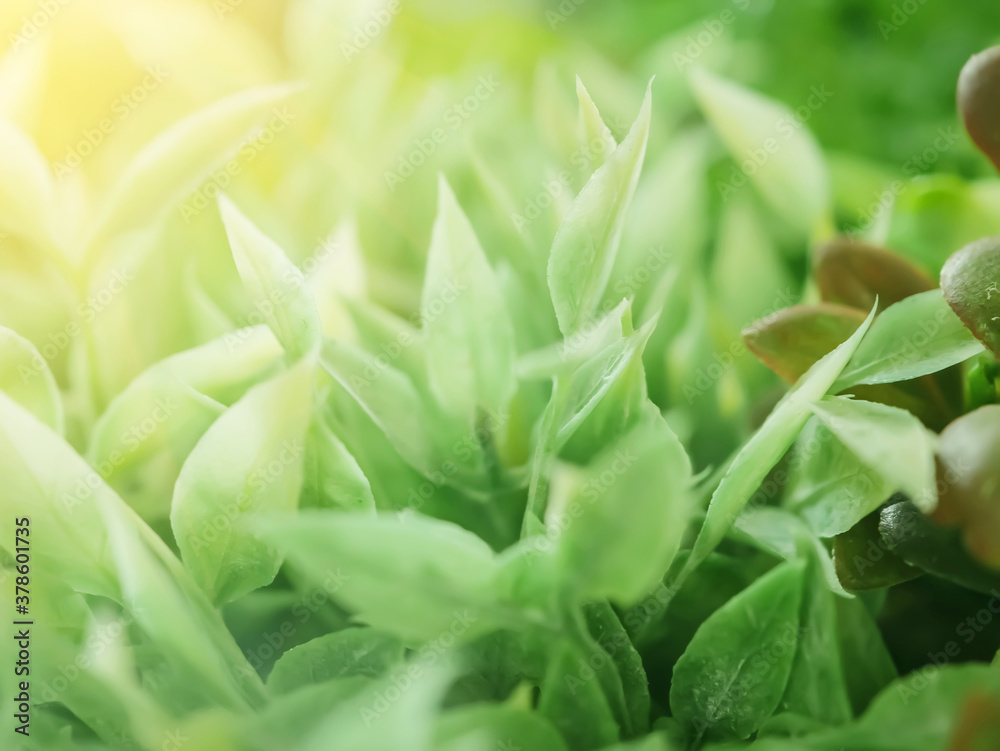 Background of green leaves under summer sunlight Background of green leaves under summer sunlight