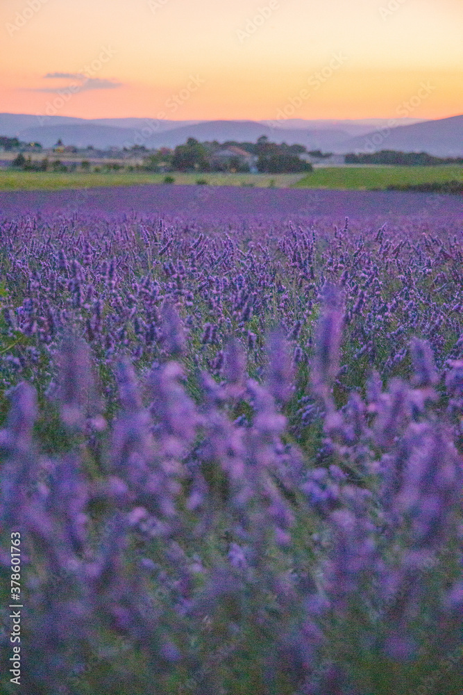 Fototapeta premium Provence lavender field sunset Drome France