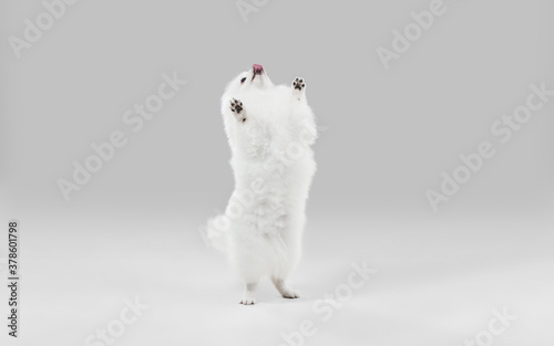 Happy in motion. Spitz little dog is posing. Cute playful white doggy or pet playing on grey studio background. Concept of motion, action, movement, pets love. Looks happy, delighted, funny.
