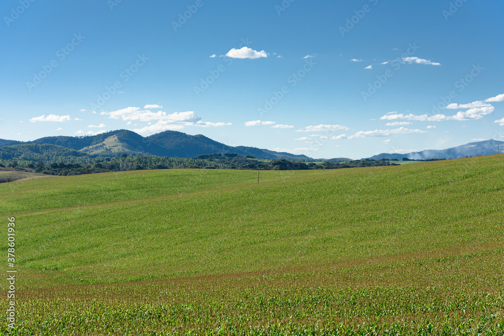 Corn field plantation in afternoon light, blue skies and mountains in the horizon.