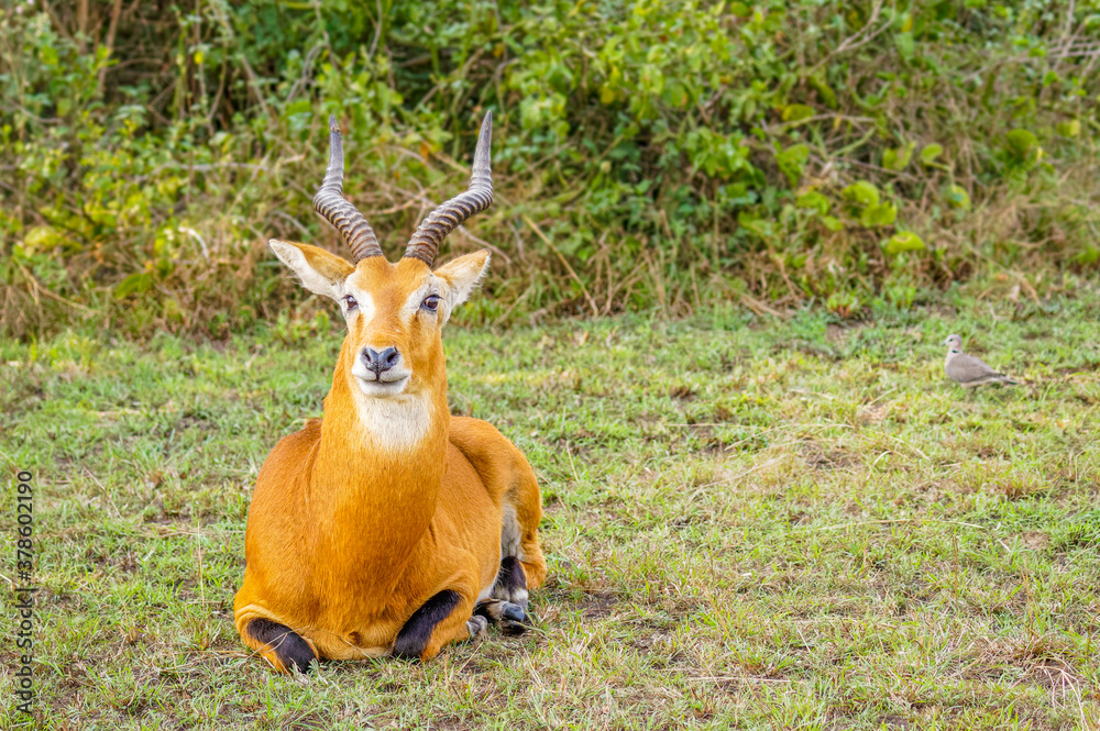 Fototapeta premium An adult male kob (Kobus kob), Queen Elizabeth National Park, Uganda.
