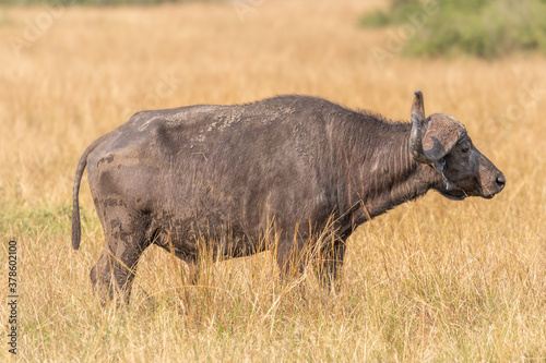 Old male African Buffalo   Syncerus caffer   Queen Elizabeth National Park  Uganda.  