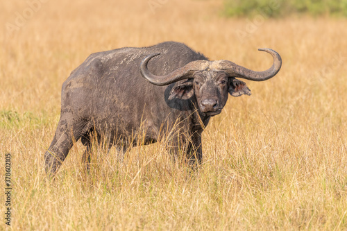 Old male African Buffalo   Syncerus caffer   Queen Elizabeth National Park  Uganda.  